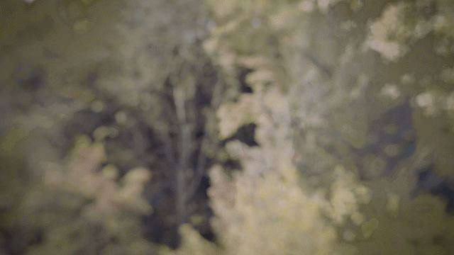 Flixel Cinemagraph