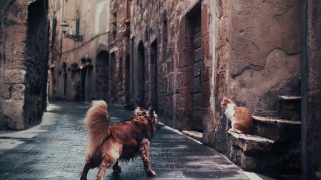 Flixel Cinemagraph