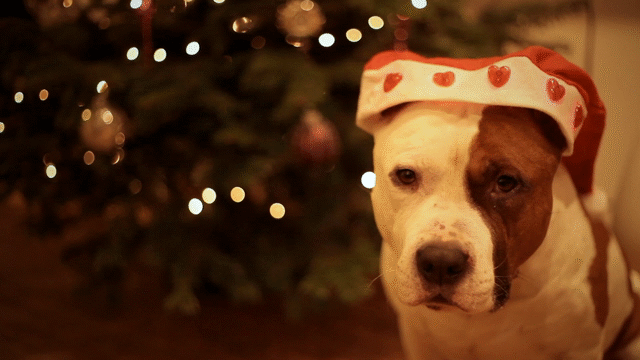 Flixel Cinemagraph