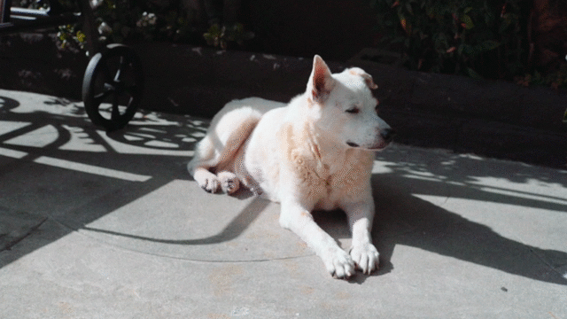 Flixel Cinemagraph