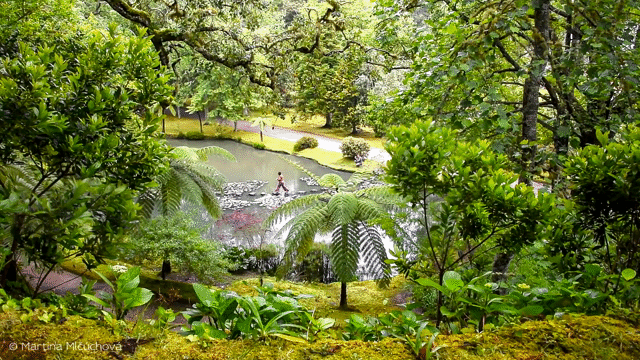 Flixel Cinemagraph