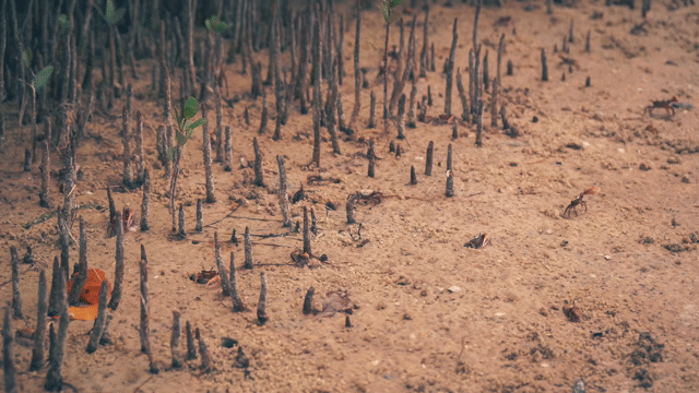 Flixel Cinemagraph