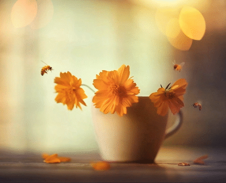 Flixel Cinemagraph