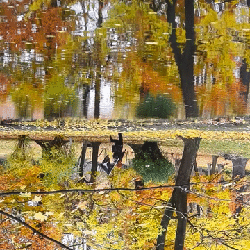 Flixel Cinemagraph