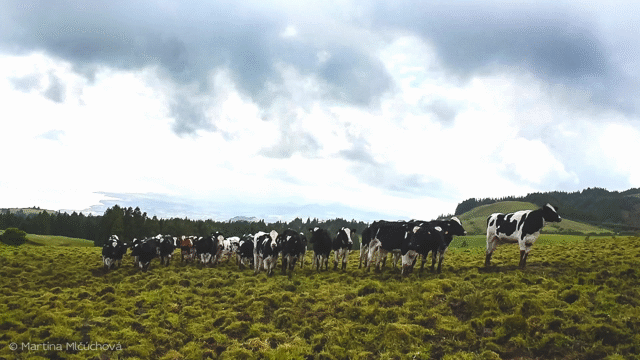 Flixel Cinemagraph