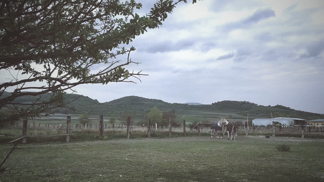 Flixel Cinemagraph
