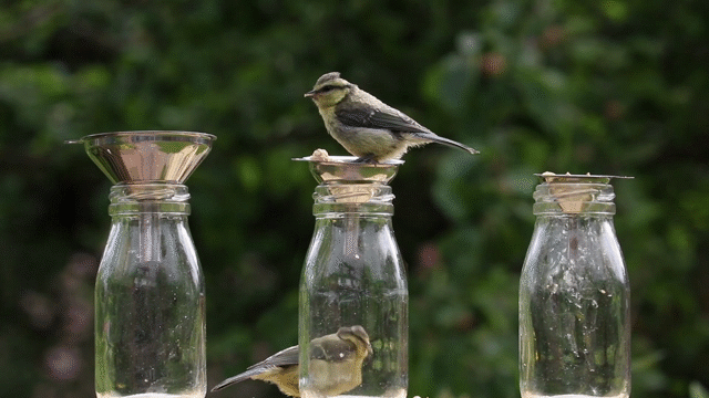 Flixel Cinemagraph