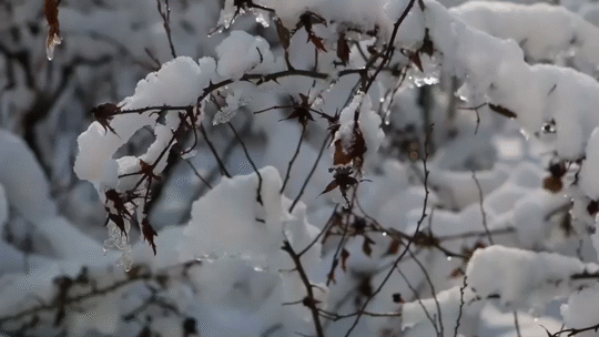 Flixel Cinemagraph