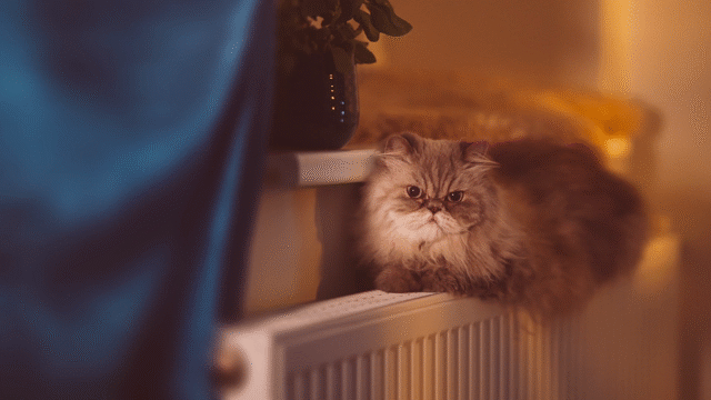 Flixel Cinemagraph