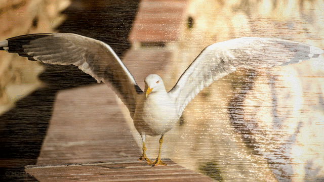Flixel Cinemagraph