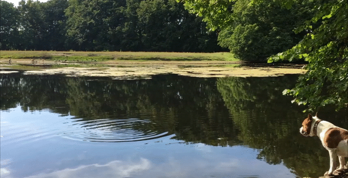 Flixel Cinemagraph