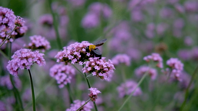 Flixel Cinemagraph