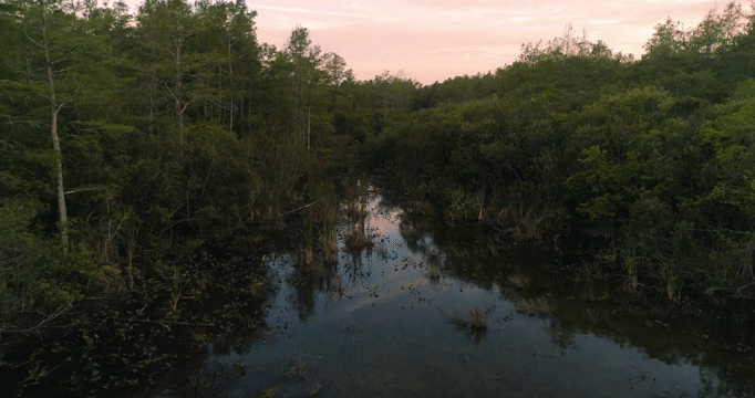 Flixel Cinemagraph
