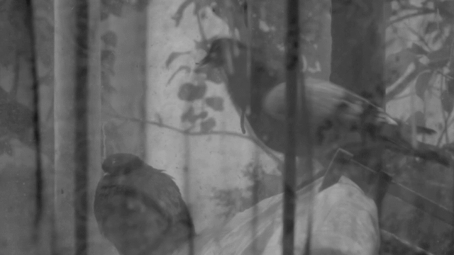 Flixel Cinemagraph