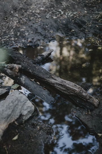 Flixel Cinemagraph