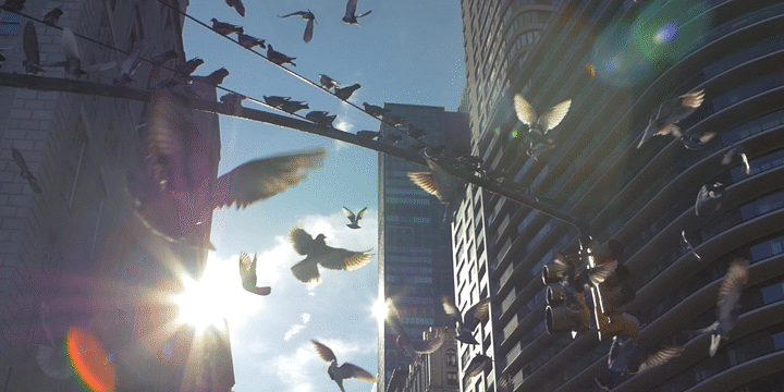 Flixel Cinemagraph