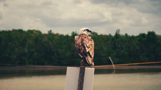 Flixel Cinemagraph