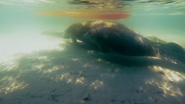 Flixel Cinemagraph