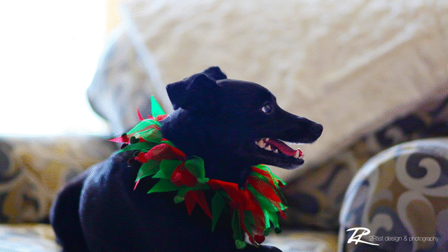 Flixel Cinemagraph
