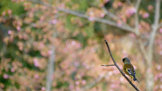 Flixel Cinemagraph