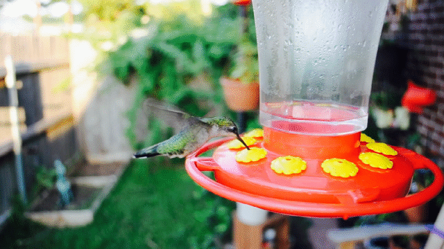 Flixel Cinemagraph