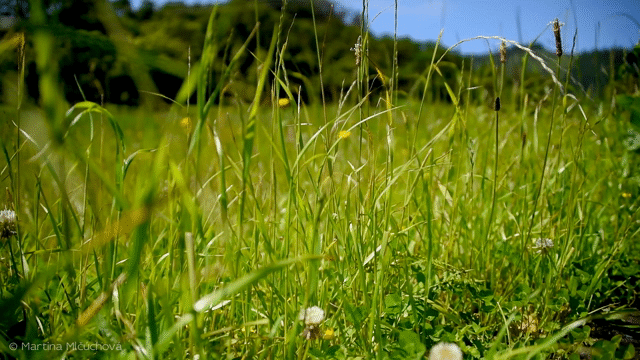 Flixel Cinemagraph