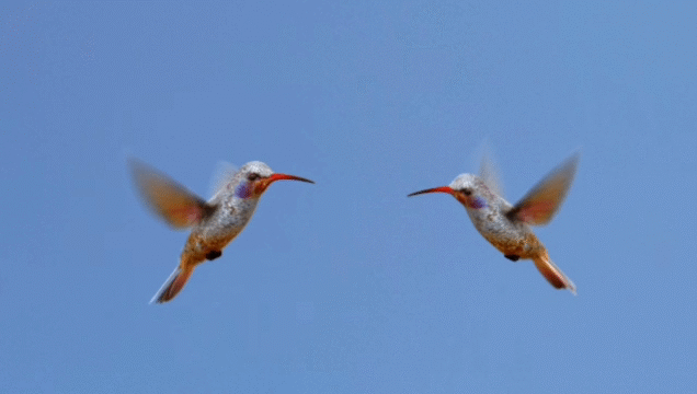 Flixel Cinemagraph