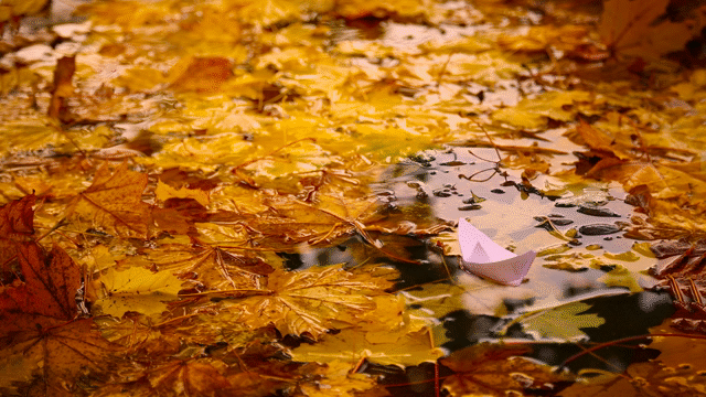 Flixel Cinemagraph